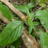 Coleus inflatus Benth.